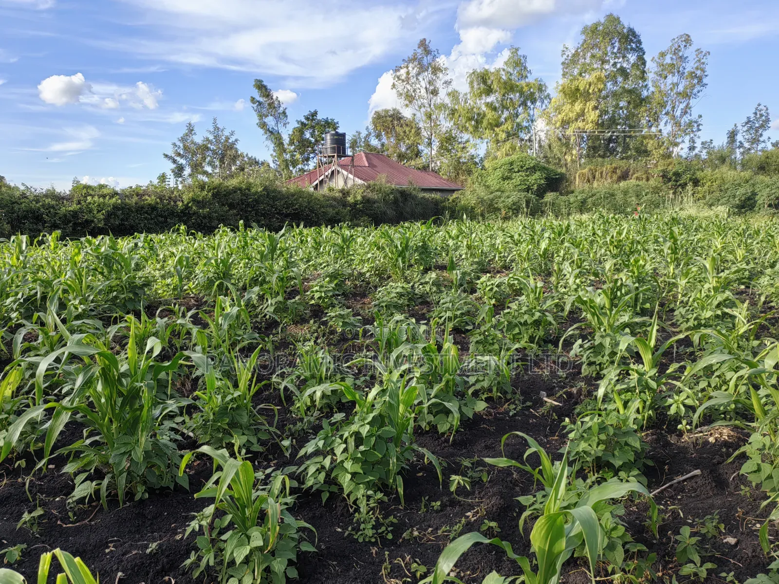 Quarter Acre for Sale in Ruai Nairobi County.