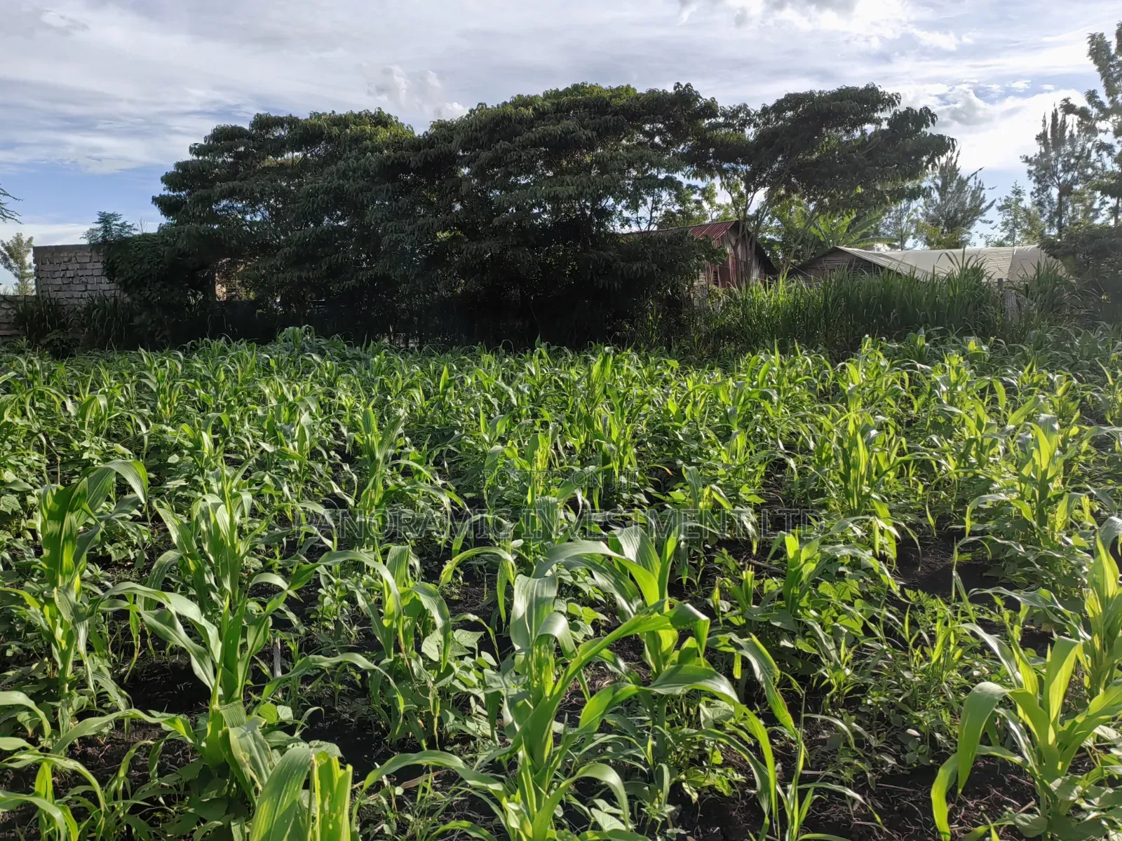Quarter Acre for Sale in Ruai Nairobi County.