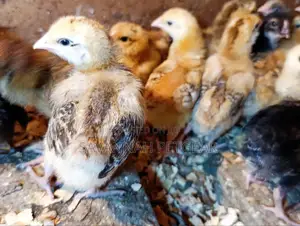 Rainbow Rooster F1 Chicks - 1 Week Old Chicks