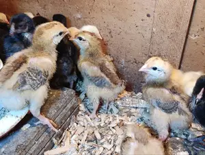 Rainbow Rooster F1 Chicks - 1 Week Old Chicks
