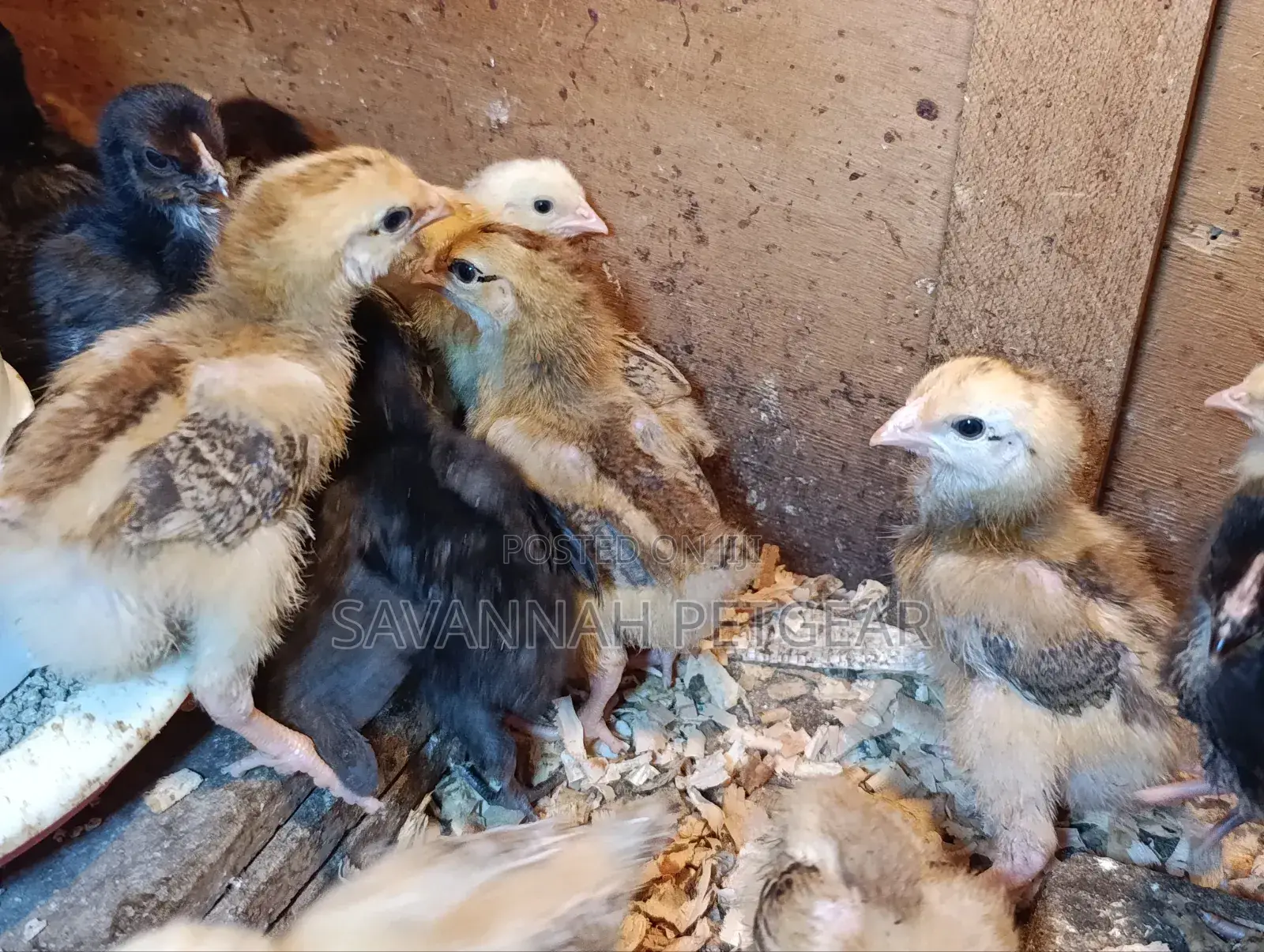 Rainbow Rooster F1 Chicks - 1 Week Old Chicks