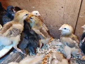 Rainbow Rooster F1 Chicks - 1 Week Old Chicks