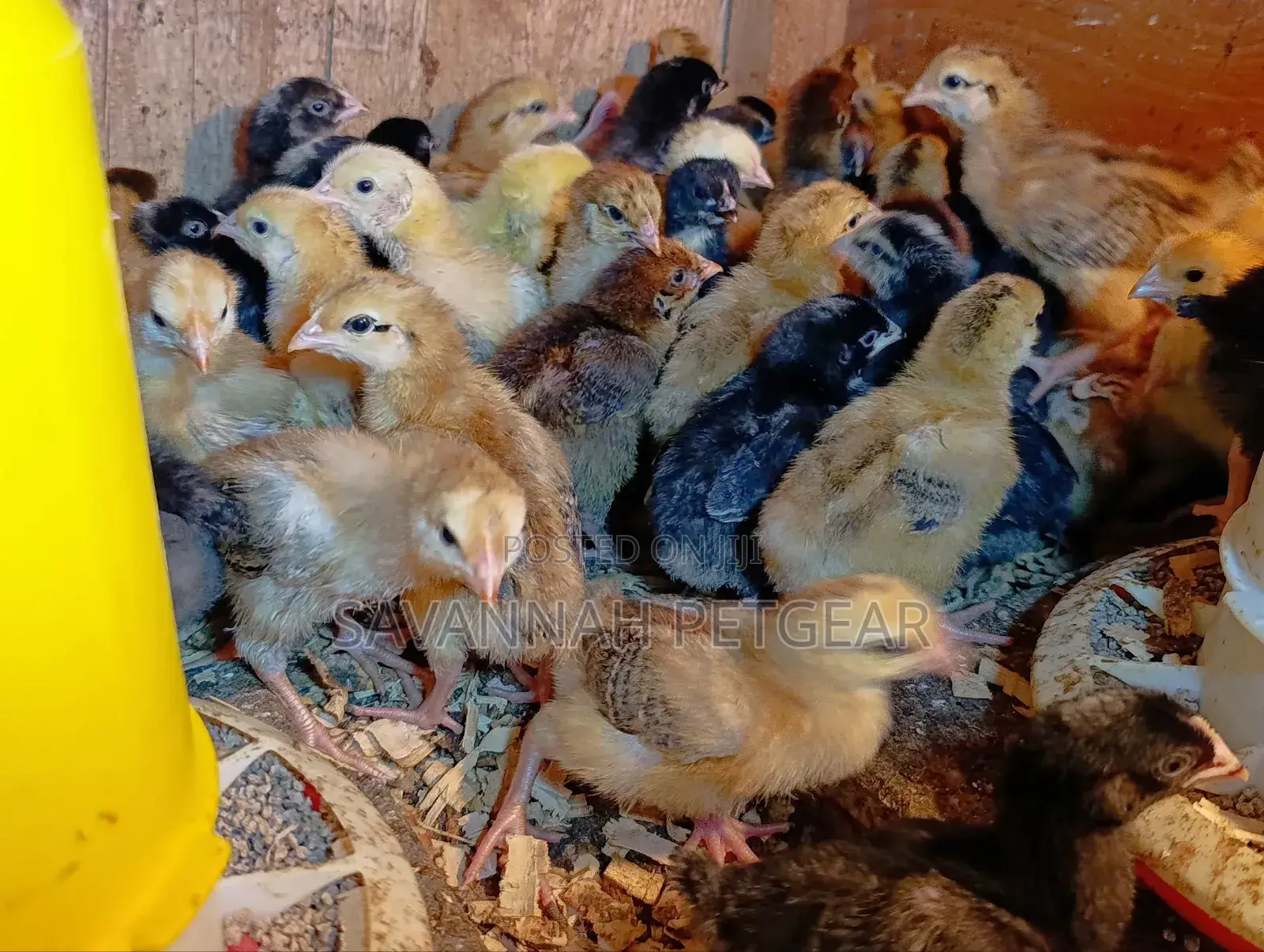 Rainbow Rooster F1 Chicks - 1 Week Old Chicks