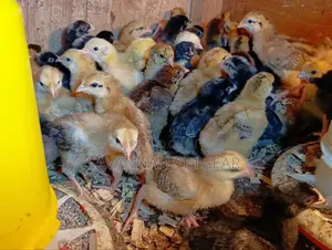 Rainbow Rooster F1 Chicks - 1 Week Old Chicks