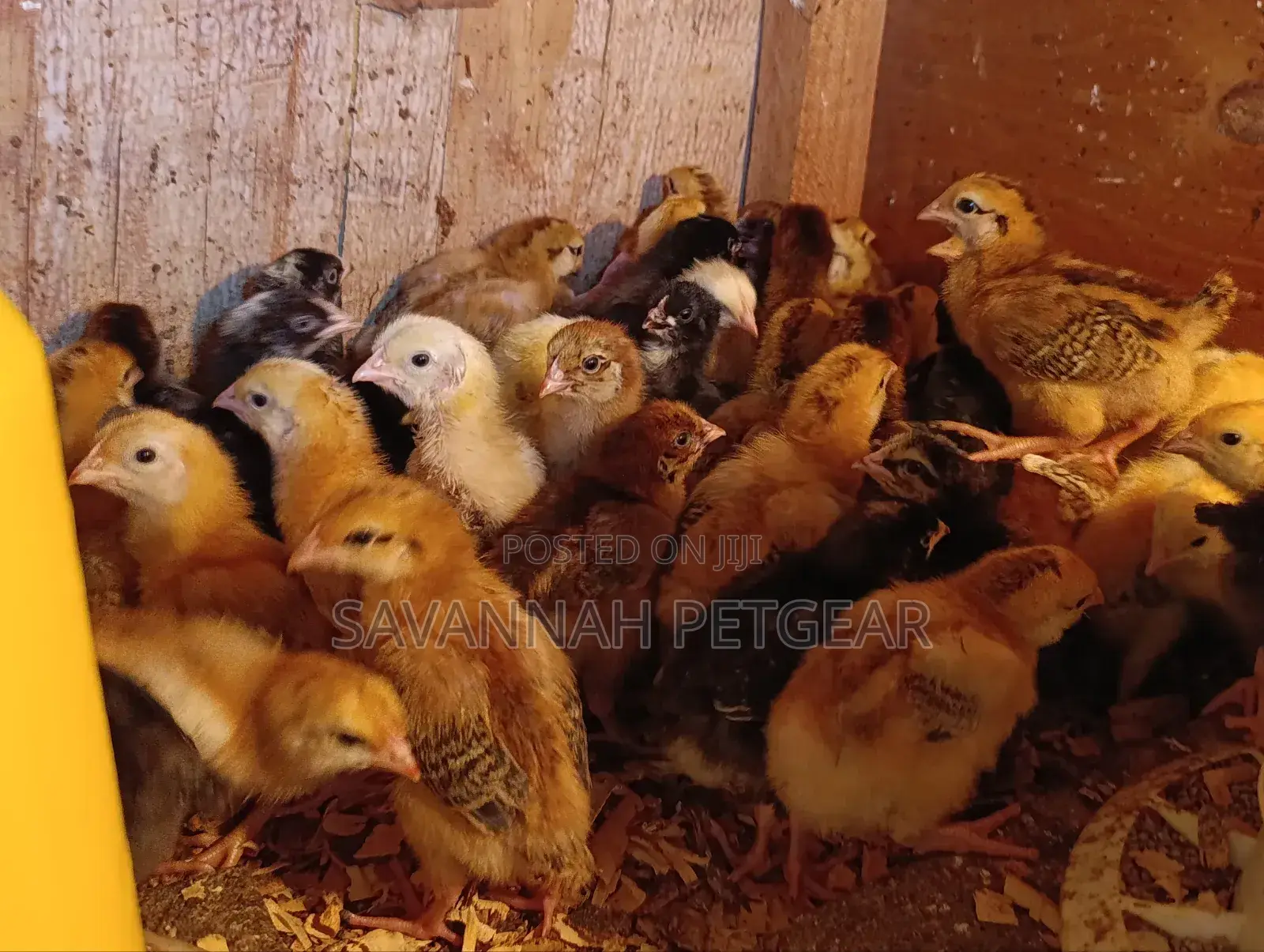 Rainbow Rooster F1 Chicks - 1 Week Old Chicks