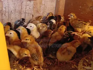 Rainbow Rooster F1 Chicks - 1 Week Old Chicks