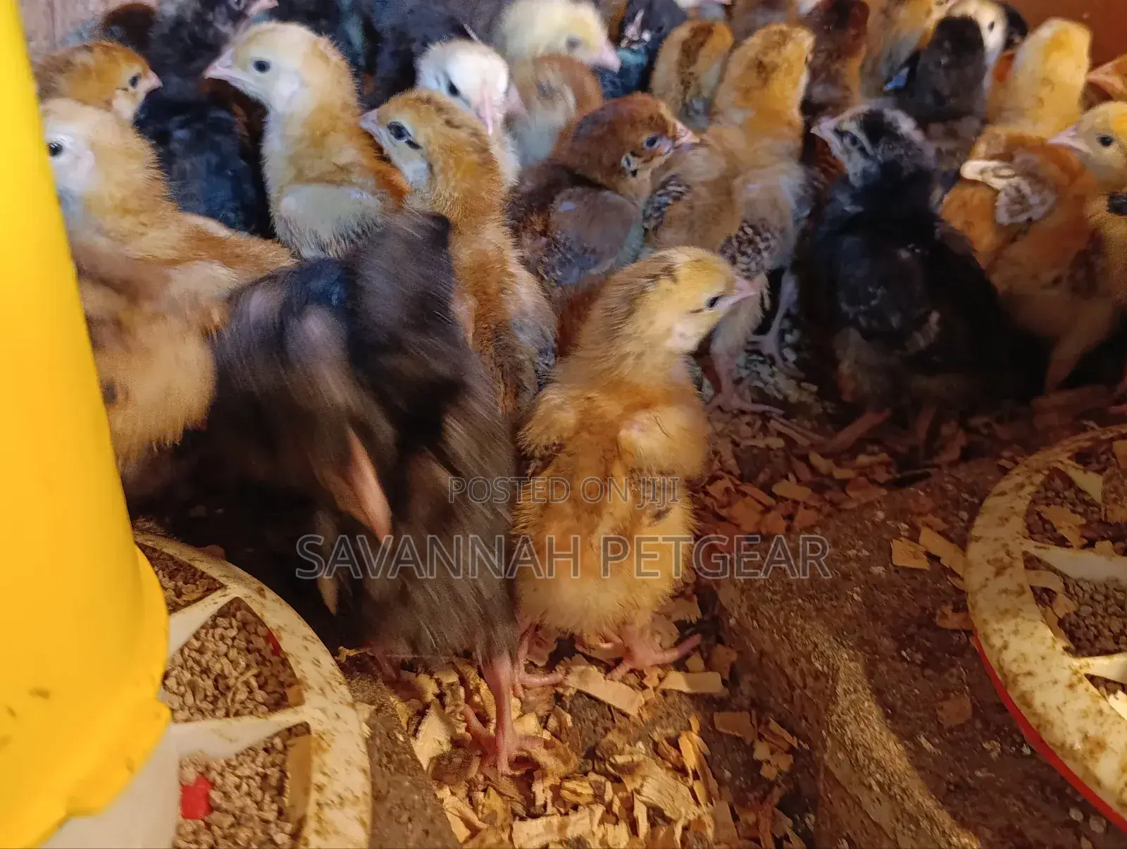 Rainbow Rooster F1 Chicks - 1 Week Old Chicks