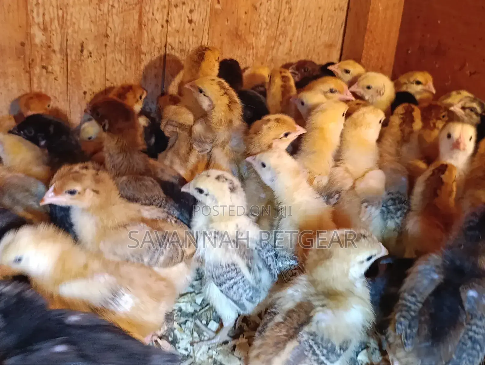Rainbow Rooster F1 Chicks - 1 Week Old Chicks