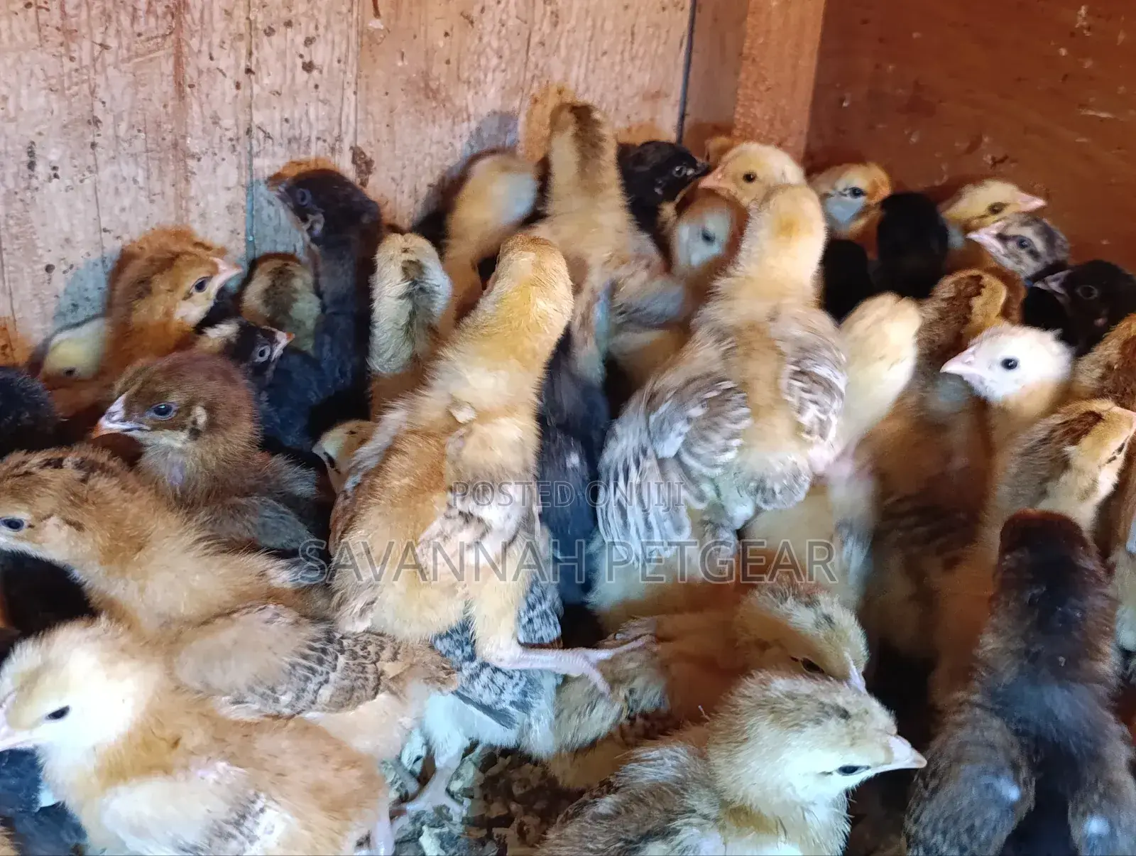 Rainbow Rooster F1 Chicks - 1 Week Old Chicks
