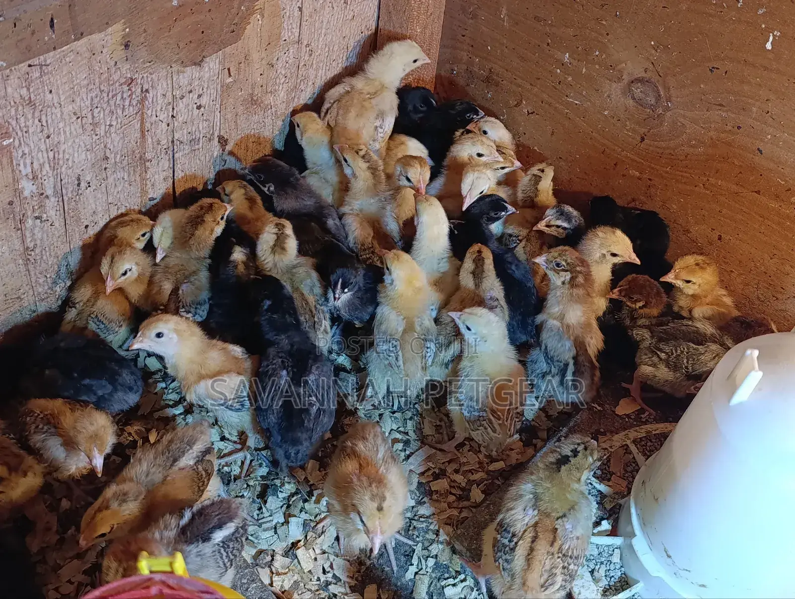 Rainbow Rooster F1 Chicks - 1 Week Old Chicks