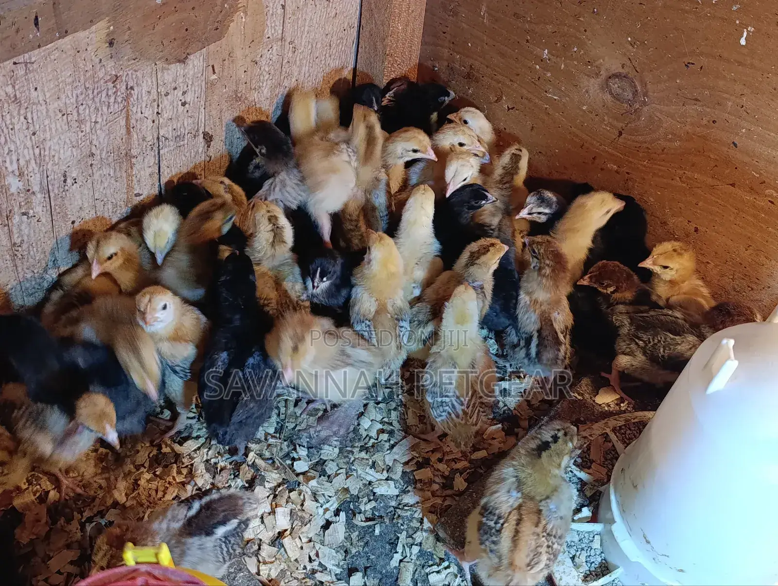 Rainbow Rooster F1 Chicks - 1 Week Old Chicks