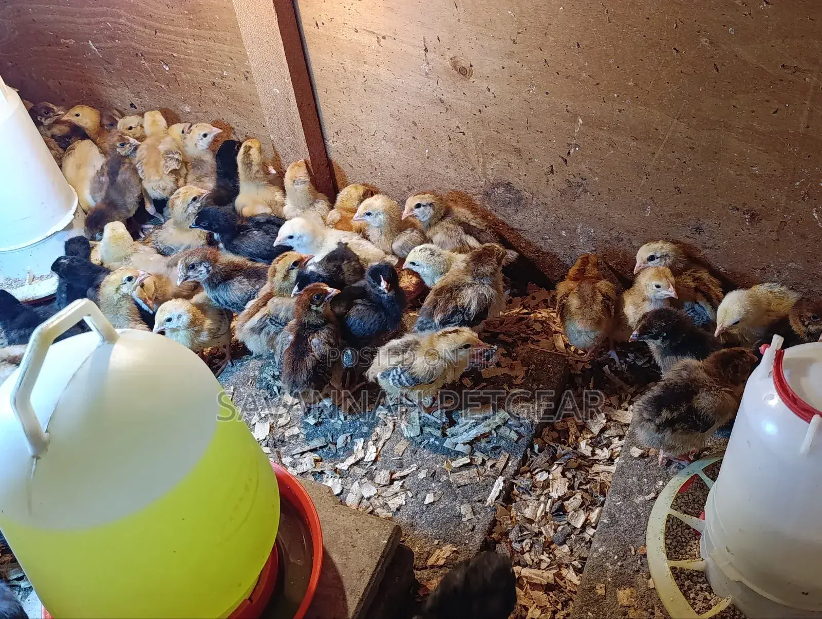 Rainbow Rooster F1 Chicks - 1 Week Old Chicks