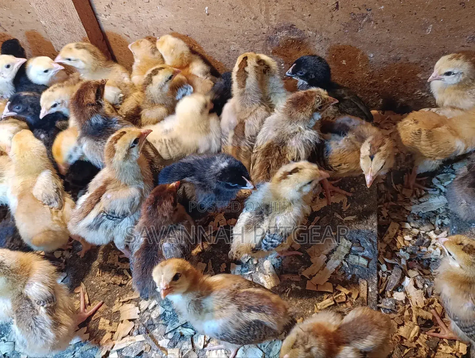 Rainbow Rooster F1 Chicks - 1 Week Old Chicks