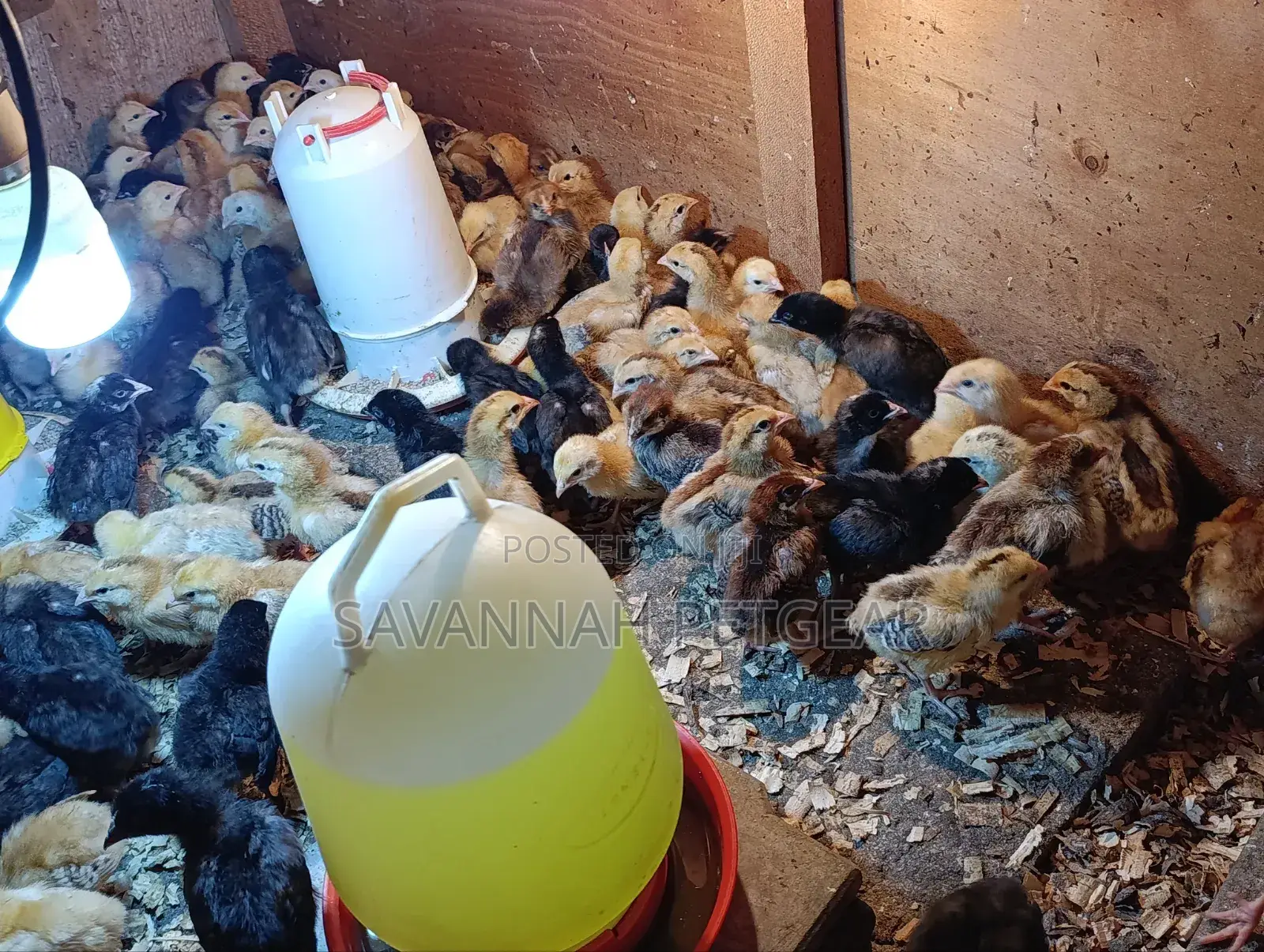Rainbow Rooster F1 Chicks - 1 Week Old Chicks