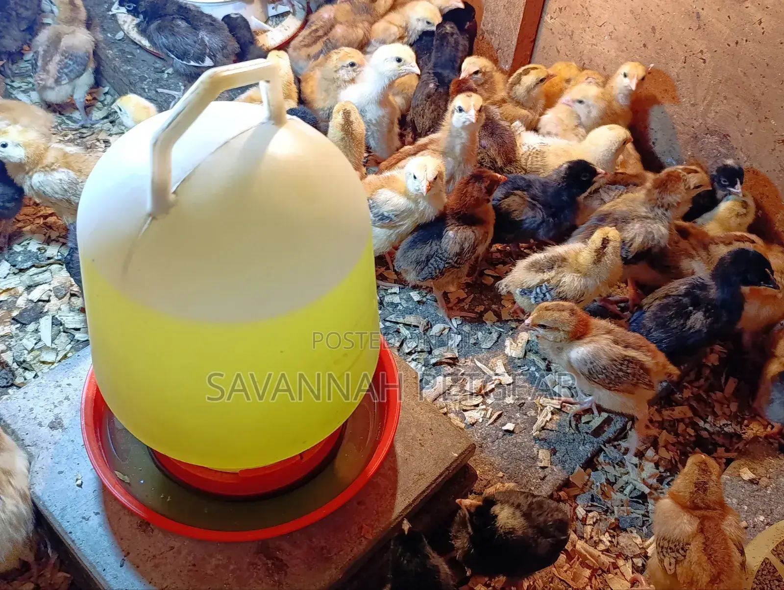 Rainbow Rooster F1 Chicks - 1 Week Old Chicks