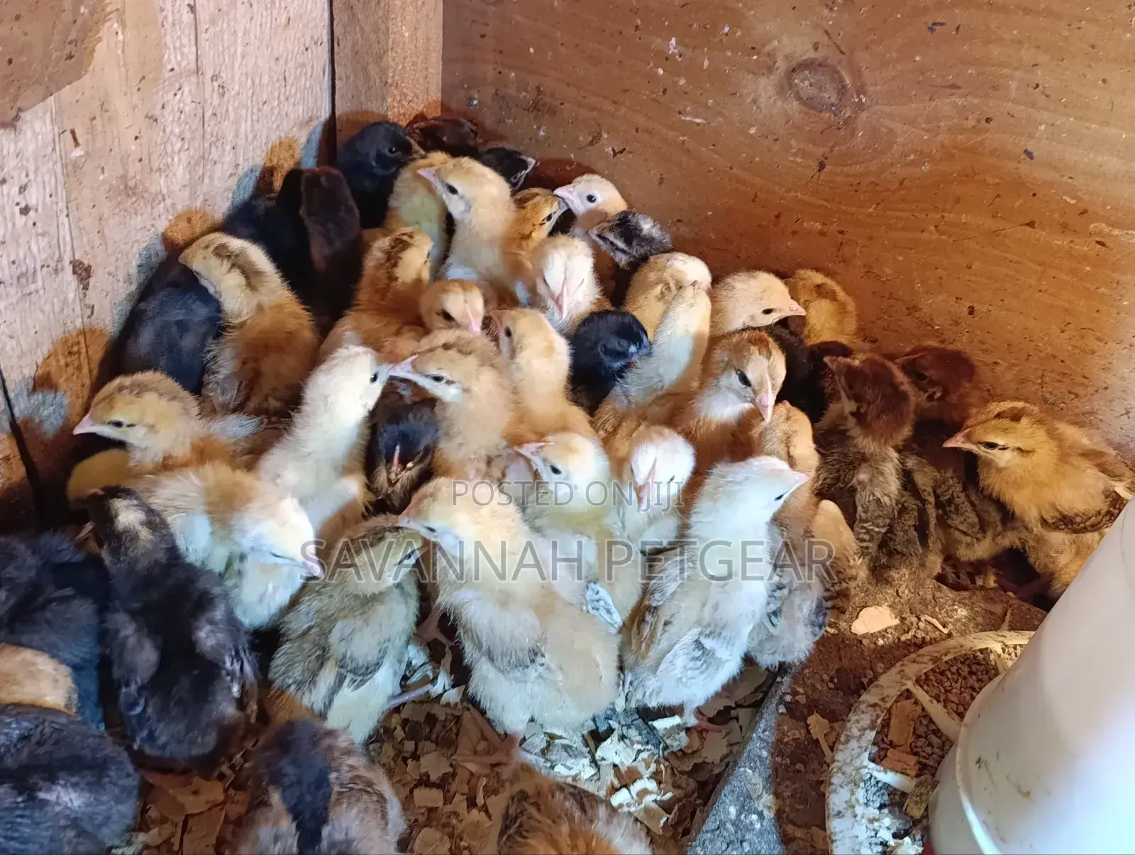 Rainbow Rooster F1 Chicks - 1 Week Old Chicks