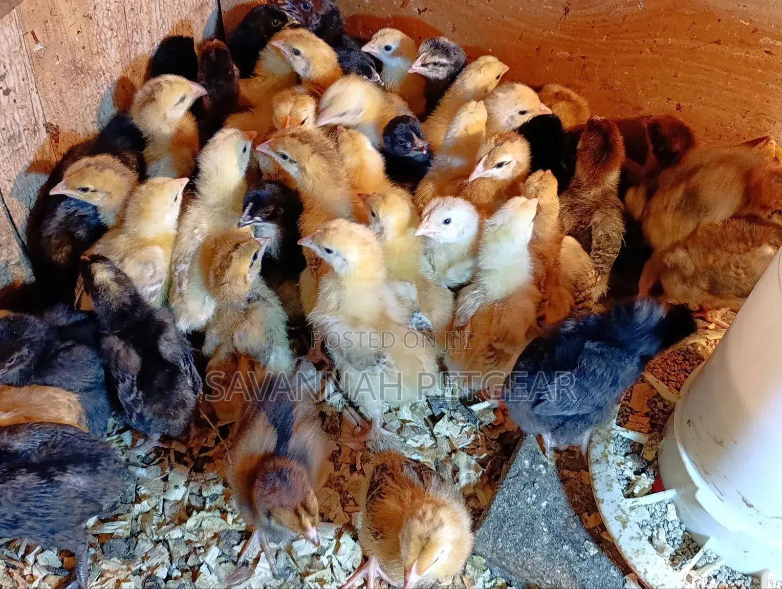 Rainbow Rooster F1 Chicks - 1 Week Old Chicks