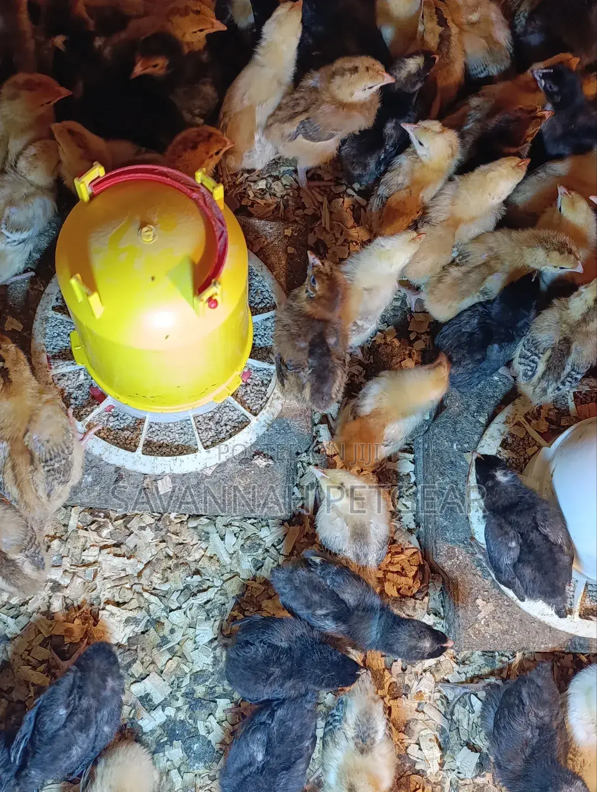 Rainbow Rooster F1 Chicks - 1 Week Old Chicks