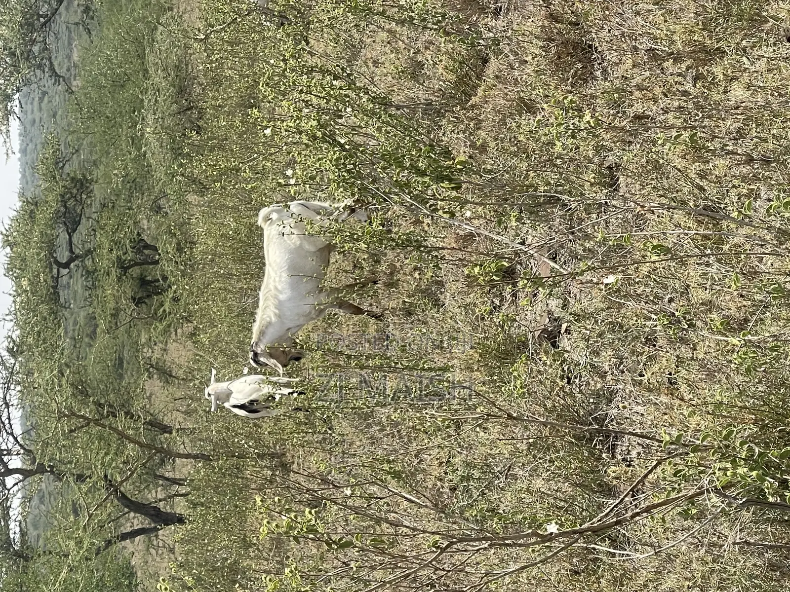 20acres for Sale in Kajiado 400 Per Acre Selling as a Block