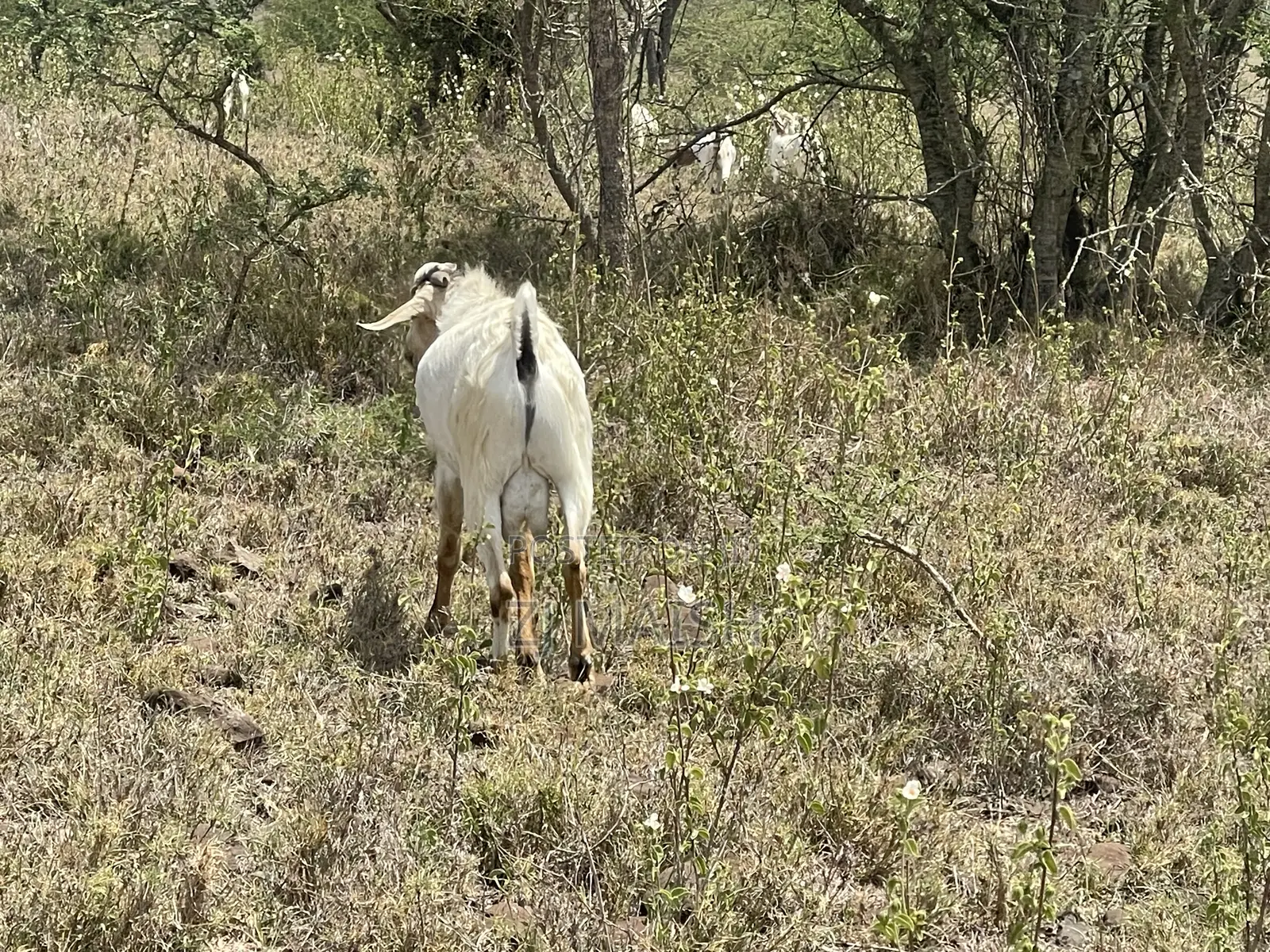 20acres for Sale in Kajiado 400 Per Acre Selling as a Block
