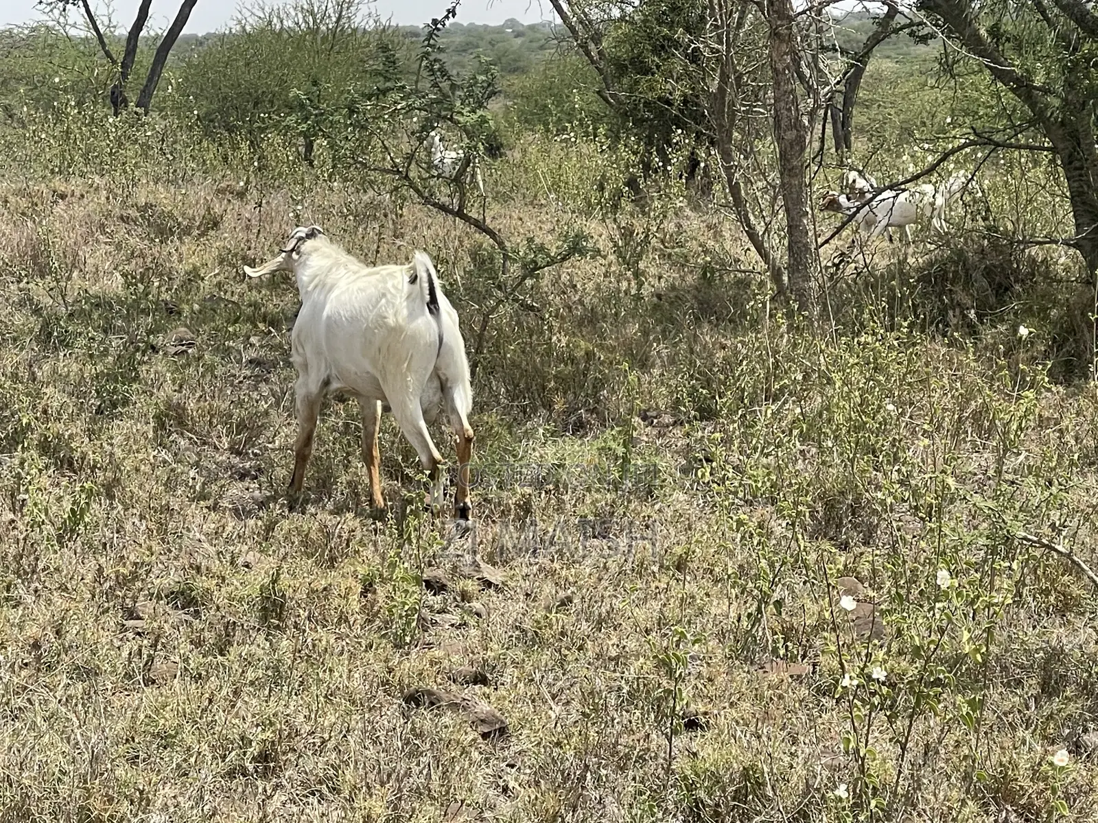 20acres for Sale in Kajiado 400 Per Acre Selling as a Block