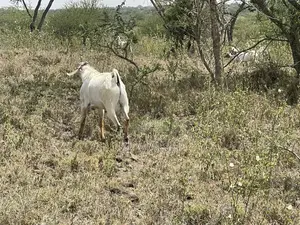 20acres for Sale in Kajiado 400 Per Acre Selling as a Block