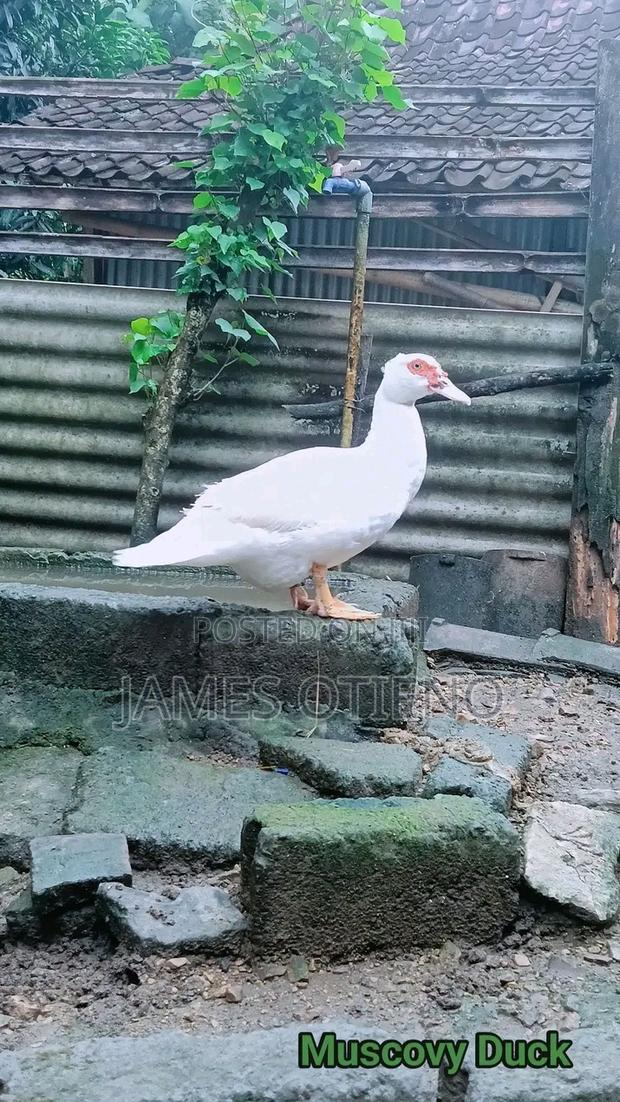 Muscovy Duck for Sale