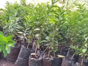 Kayapa (Kei Apple) Seedlings