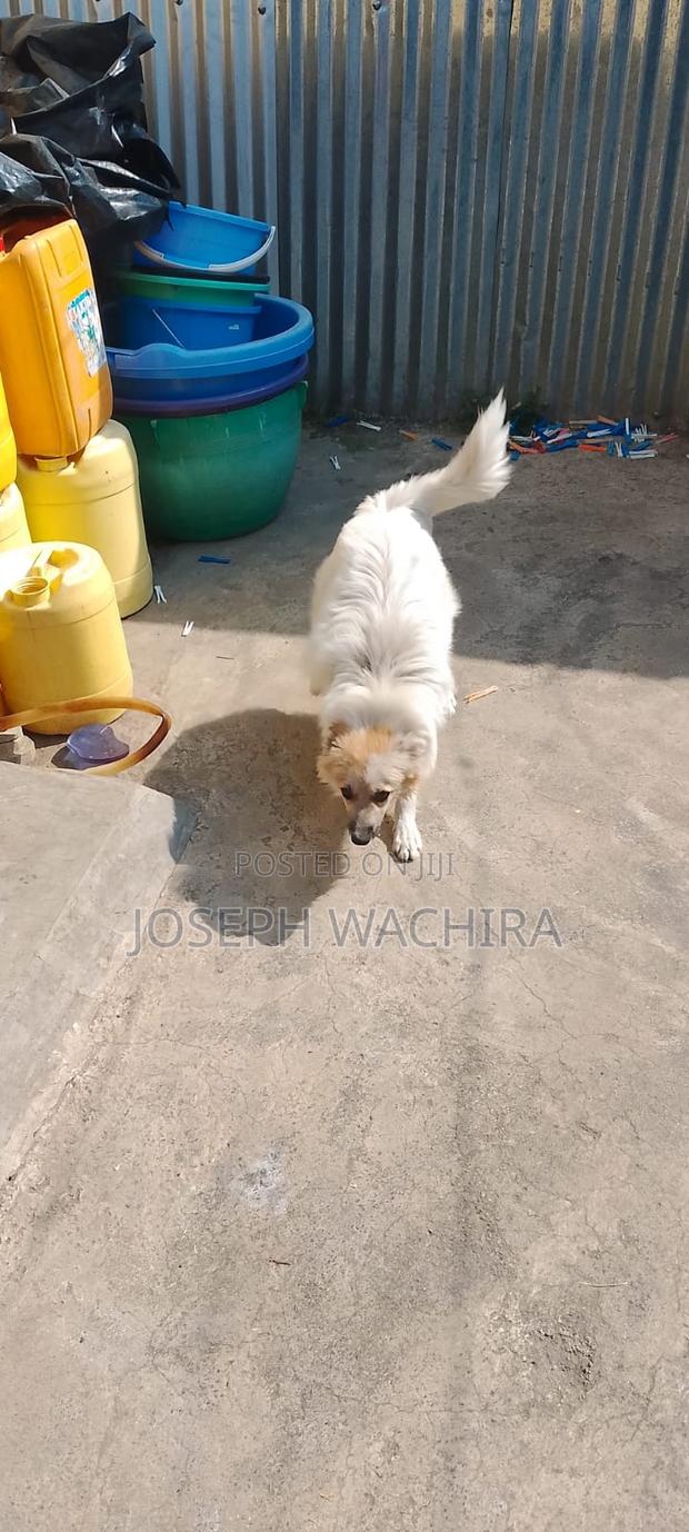 1+ year Male Mixed Breed Japanese Spitz - thumbnail 2