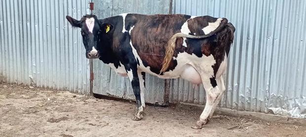 Super Pedigree Guernsey Cow