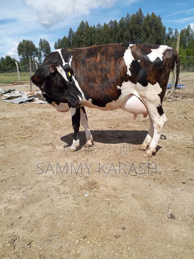 Super Pedigree Guernsey Cow - thumbnail 2