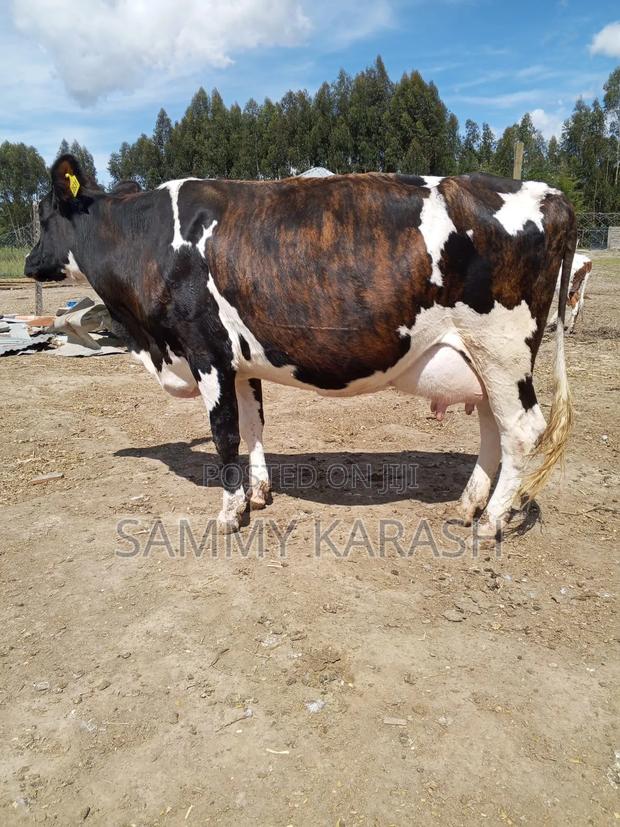 Super Pedigree Guernsey Cow - thumbnail 3