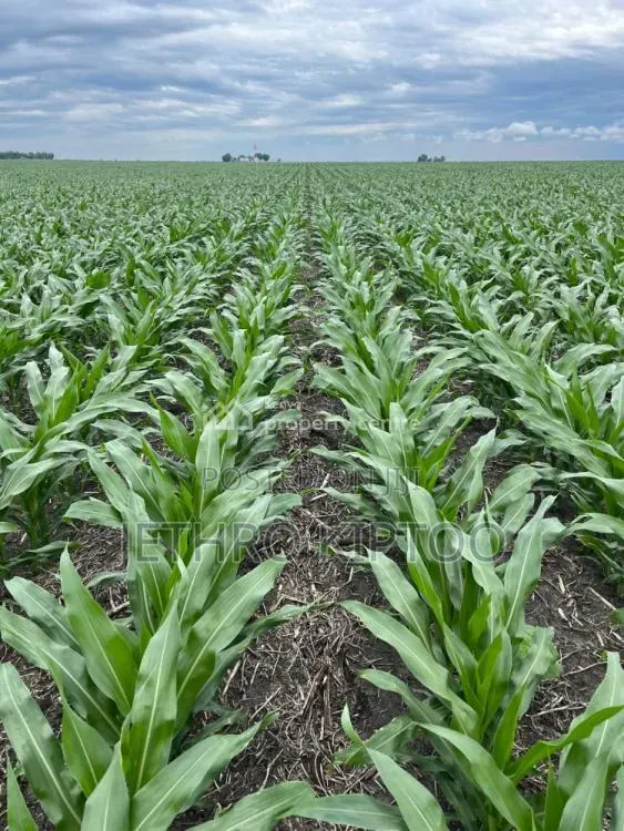 Commercial Land