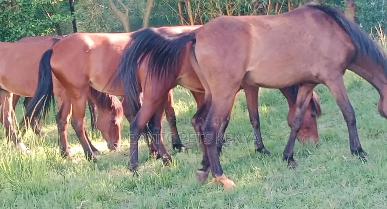 Ponies (Trained)