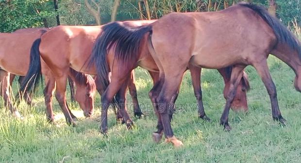 Ponies (Trained) - main view