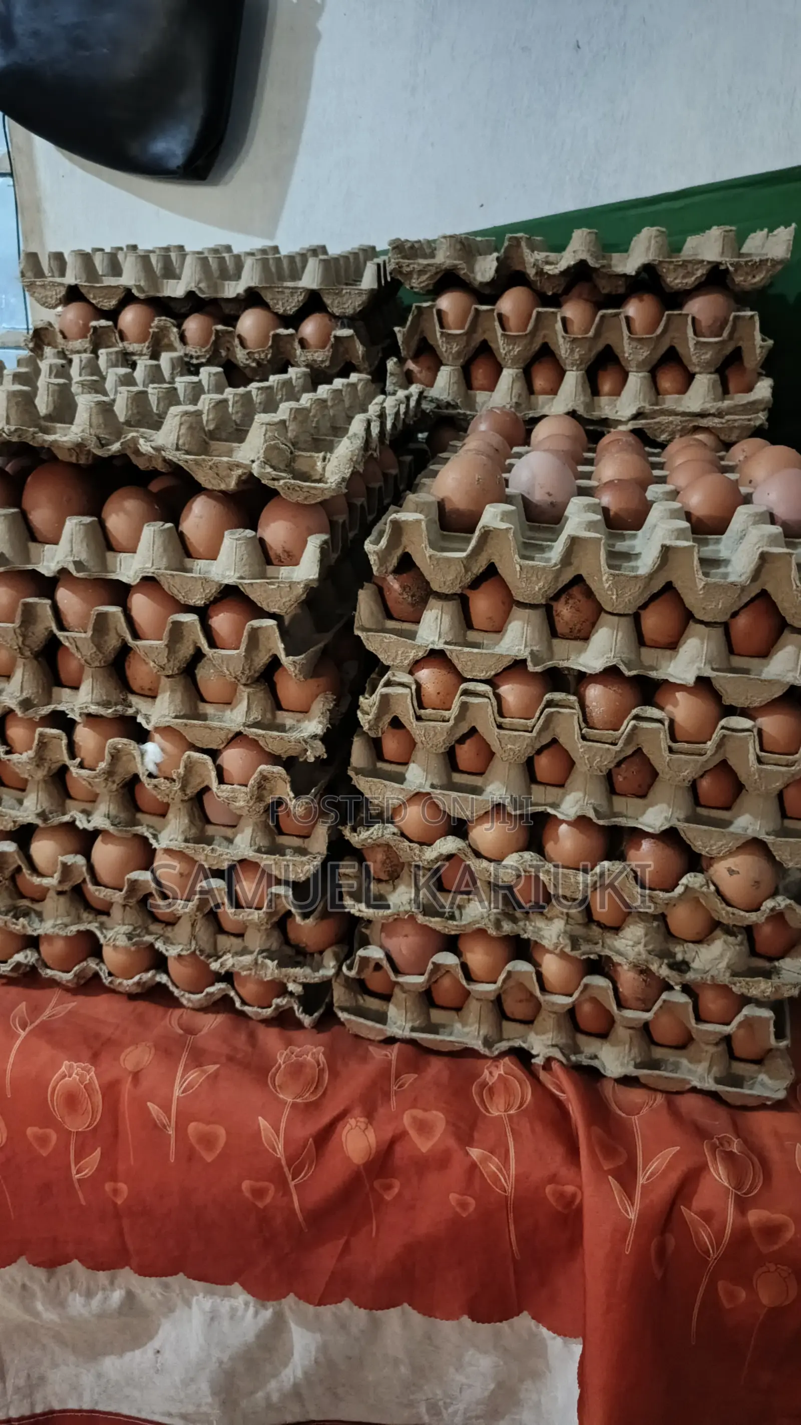 Eggs -Layers