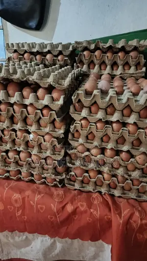 Eggs -Layers