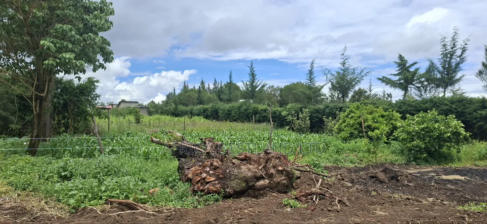 Prime 50x100 Plot for Sale in Naivasha Kinamba