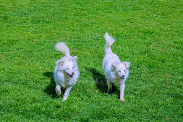 6-12 months Female Purebred Chihuahua - thumbnail 2