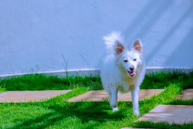 6-12 months Female Purebred Chihuahua - thumbnail 4