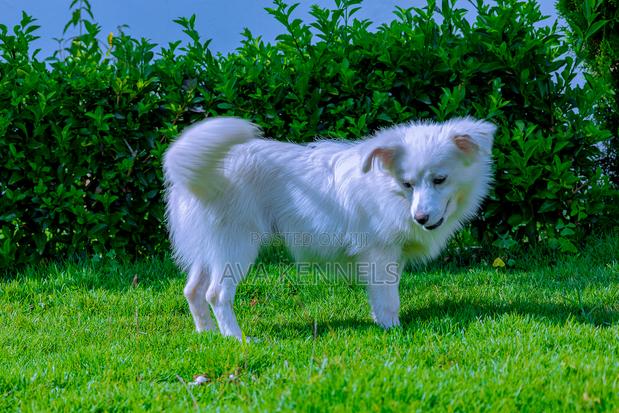 6-12 months Female Purebred Chihuahua - thumbnail 5