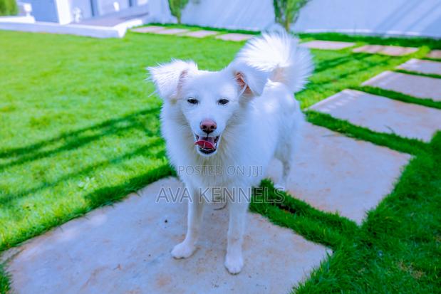 6-12 months Female Purebred Chihuahua - thumbnail 6