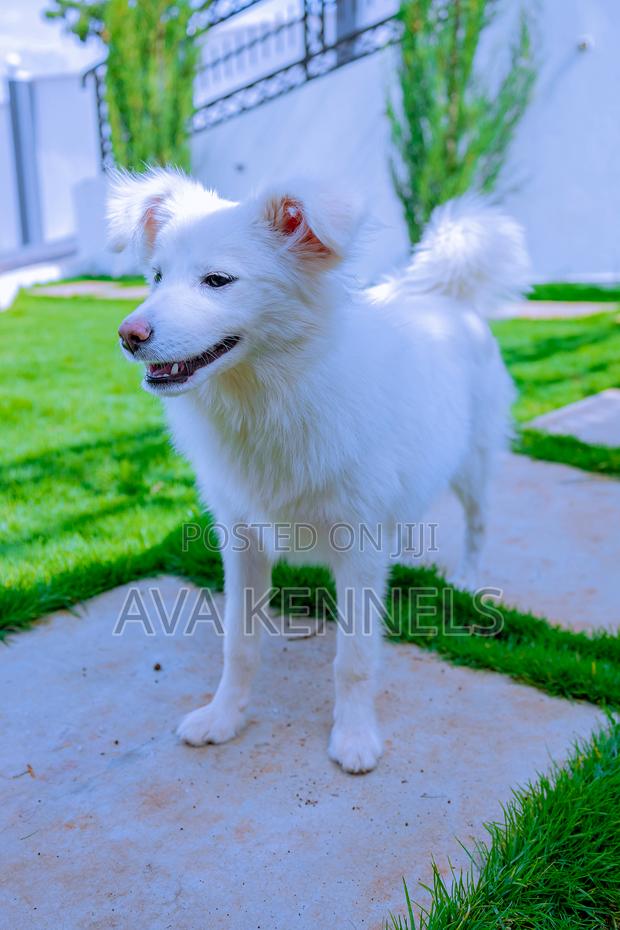6-12 months Female Purebred Chihuahua - thumbnail 7