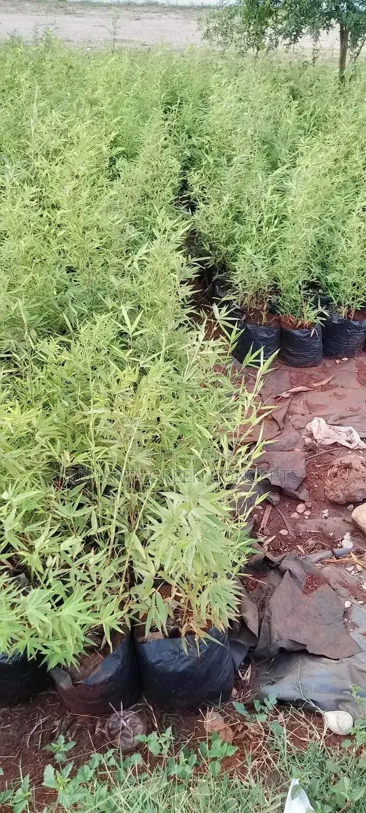 Miniature/ Ornamental Bamboo