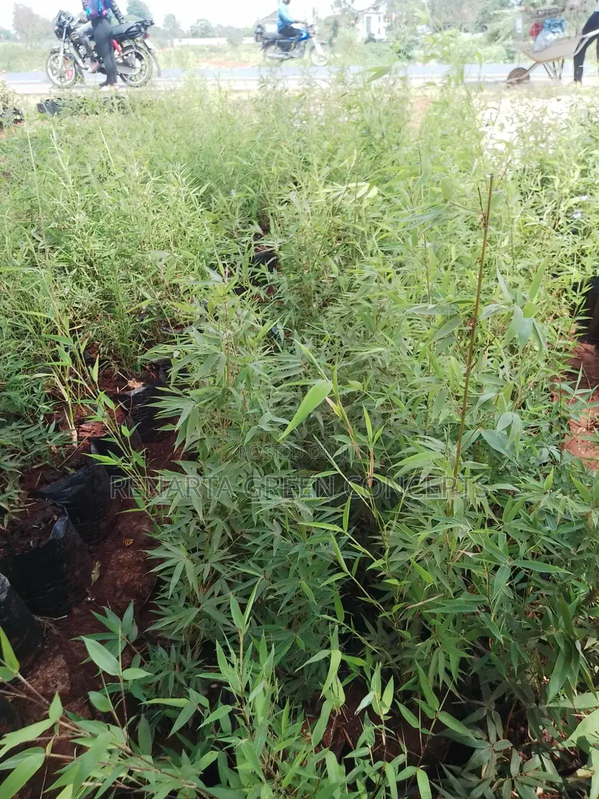 Miniature/ Ornamental Bamboo