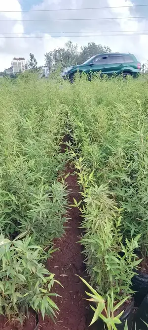 Miniature/ Ornamental Bamboo