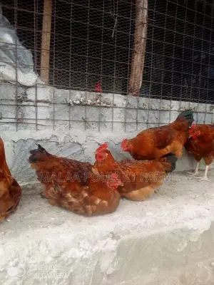 Mature Jogoos for Meat and Breeding - Malaa