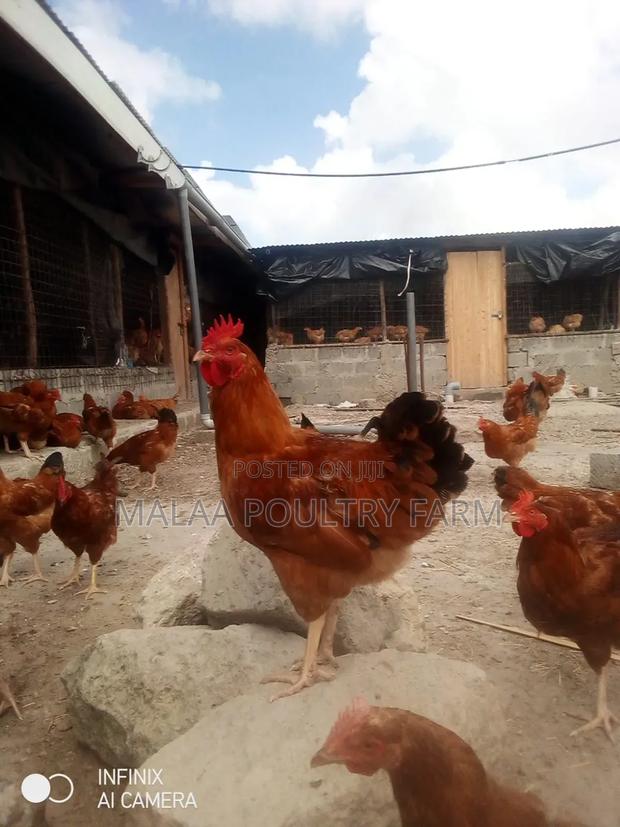 Mature Jogoos for Meat and Breeding - Malaa - thumbnail 2
