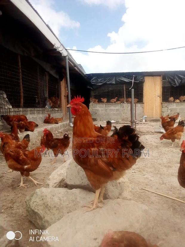 Mature Jogoos for Meat and Breeding - Malaa - thumbnail 3