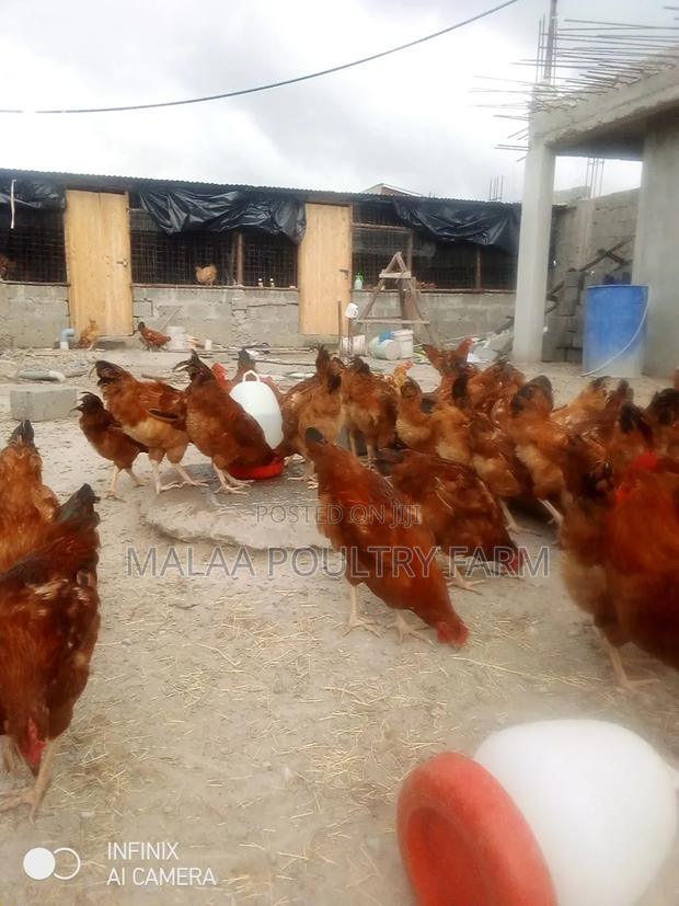 Mature Jogoos for Meat and Breeding - Malaa - thumbnail 4